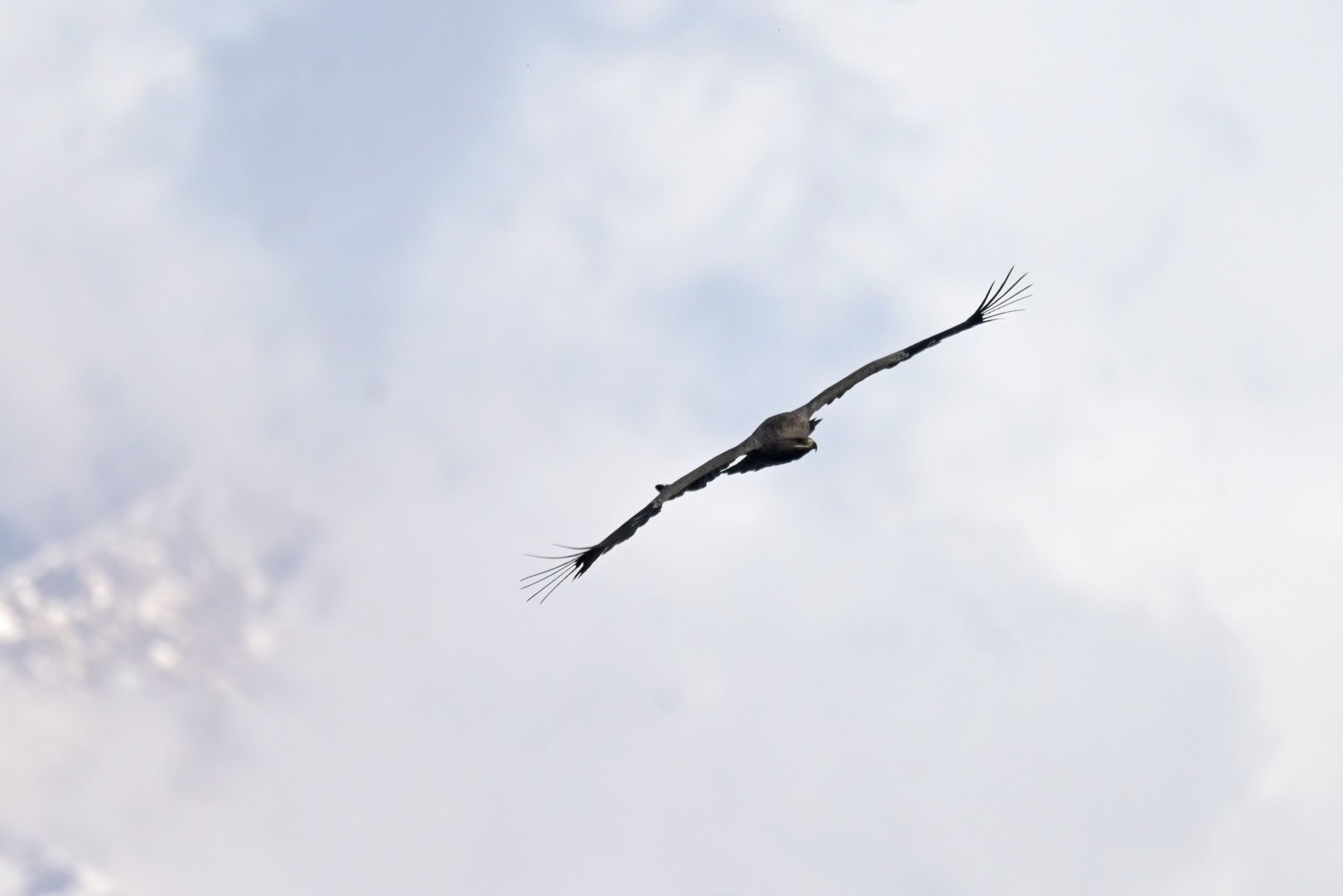 Steppe eagle Aquila nipalensis
