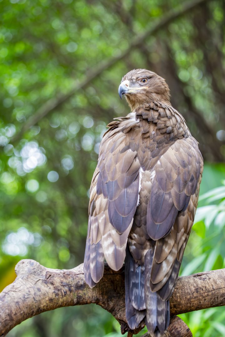 steppe eagle (Aquila nipalensis)