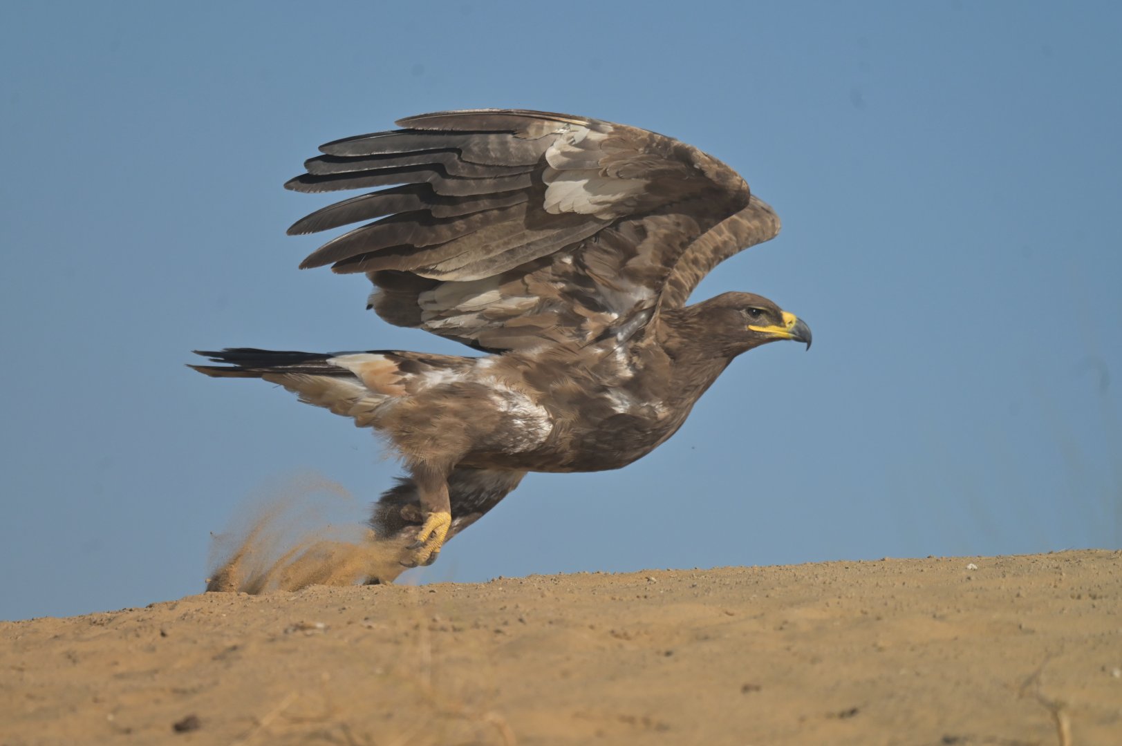 Steppe eagle Aquila nipalensis