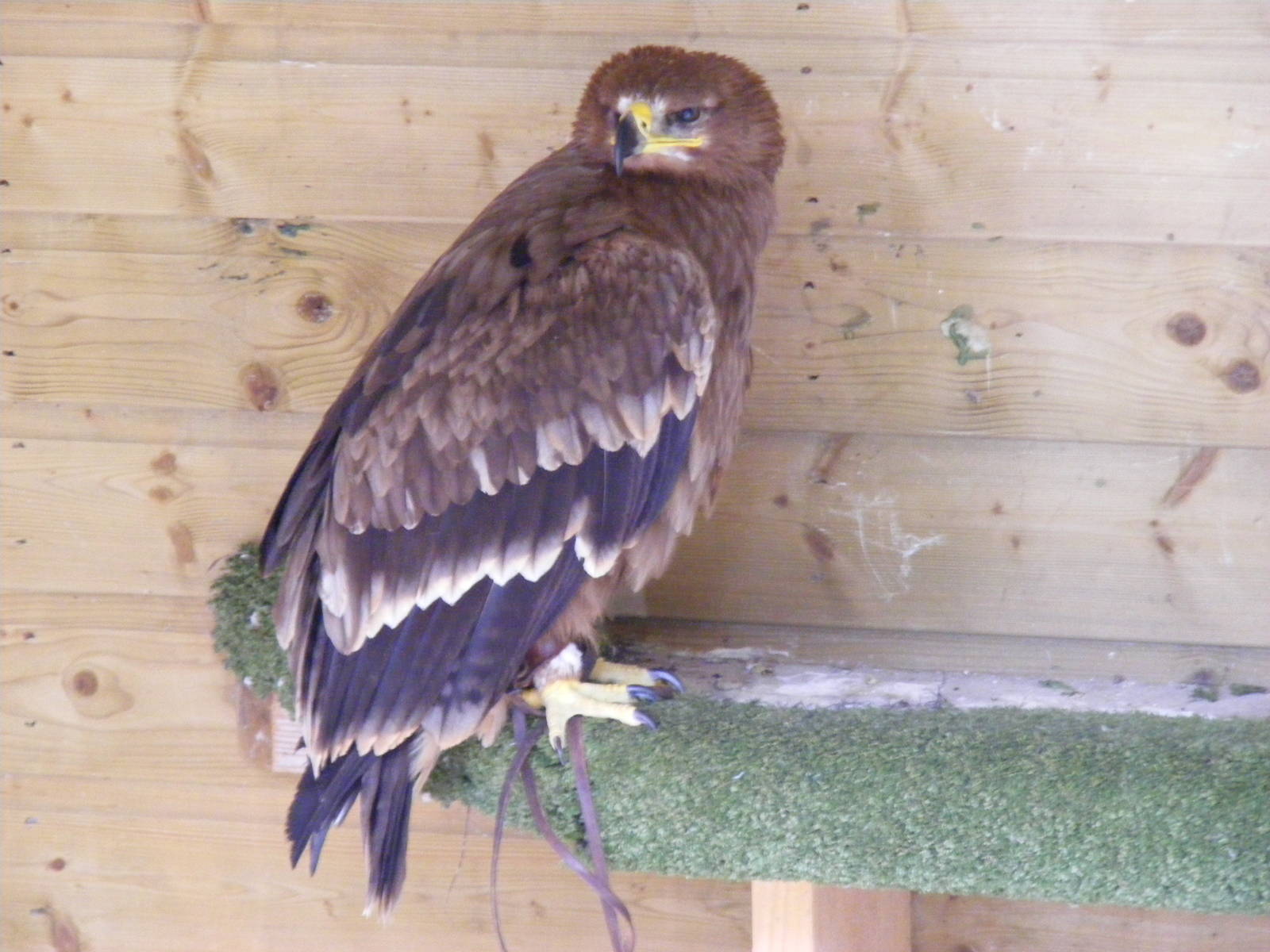 Steppe eagle at Blair Drummond Safari Park, 19 May 2010