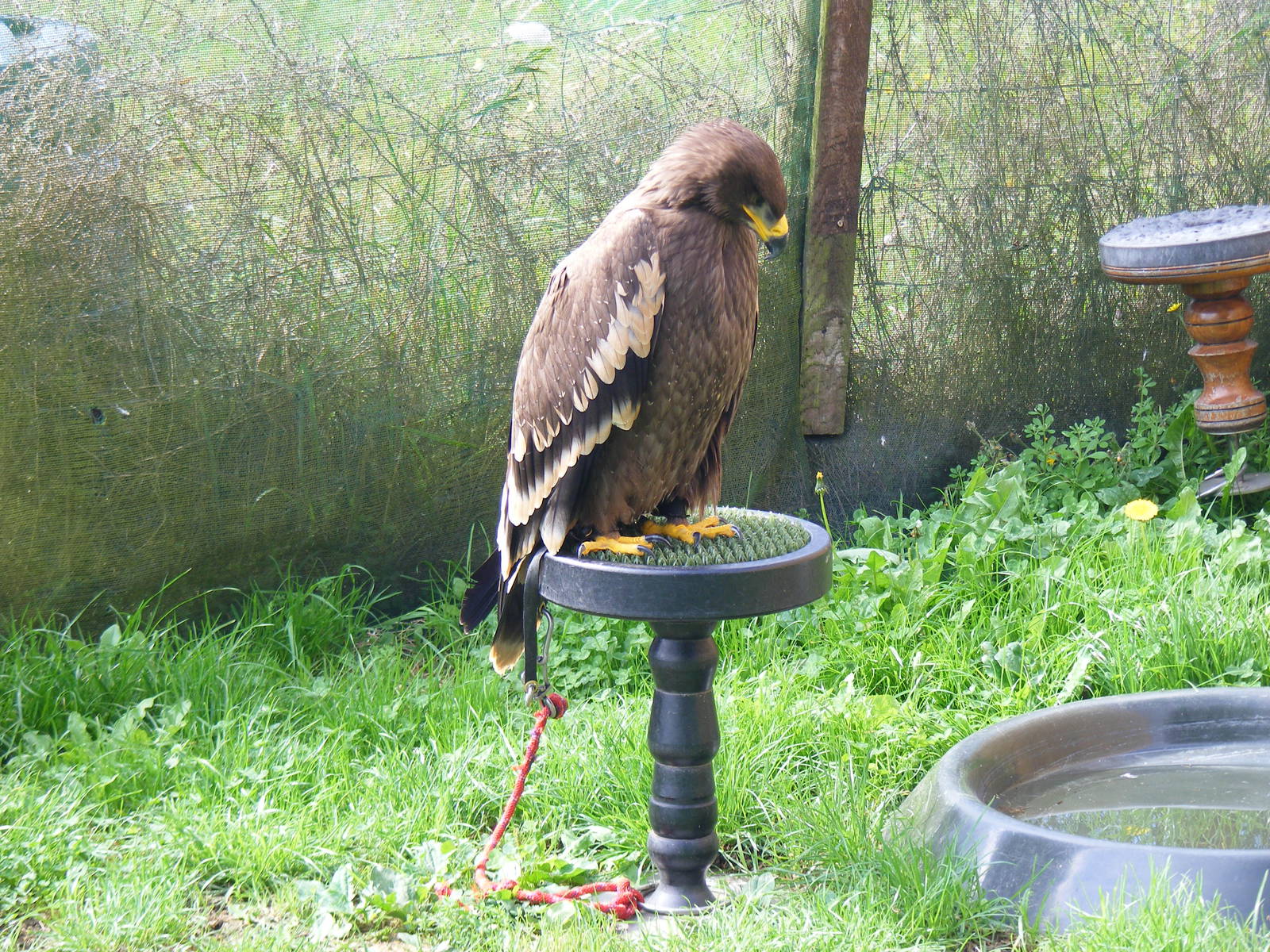 Steppe eagle at Eagle Heights, 10 September 2011