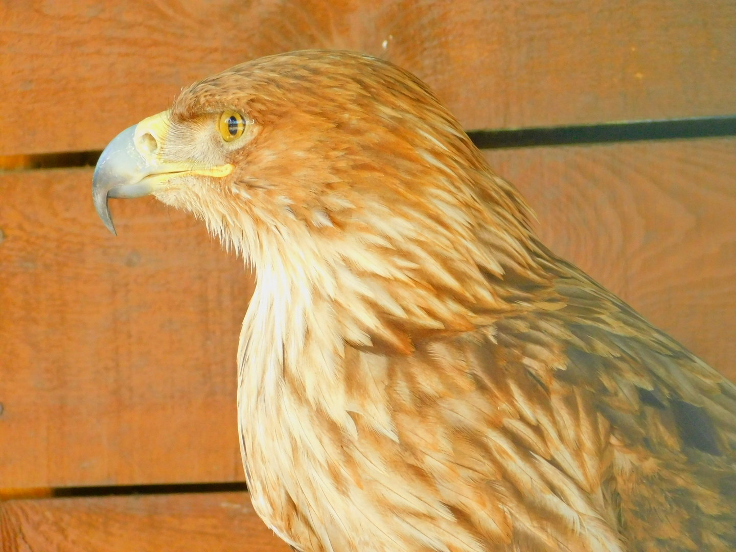 Steppe(?) Eagle at Park Of Istanbul