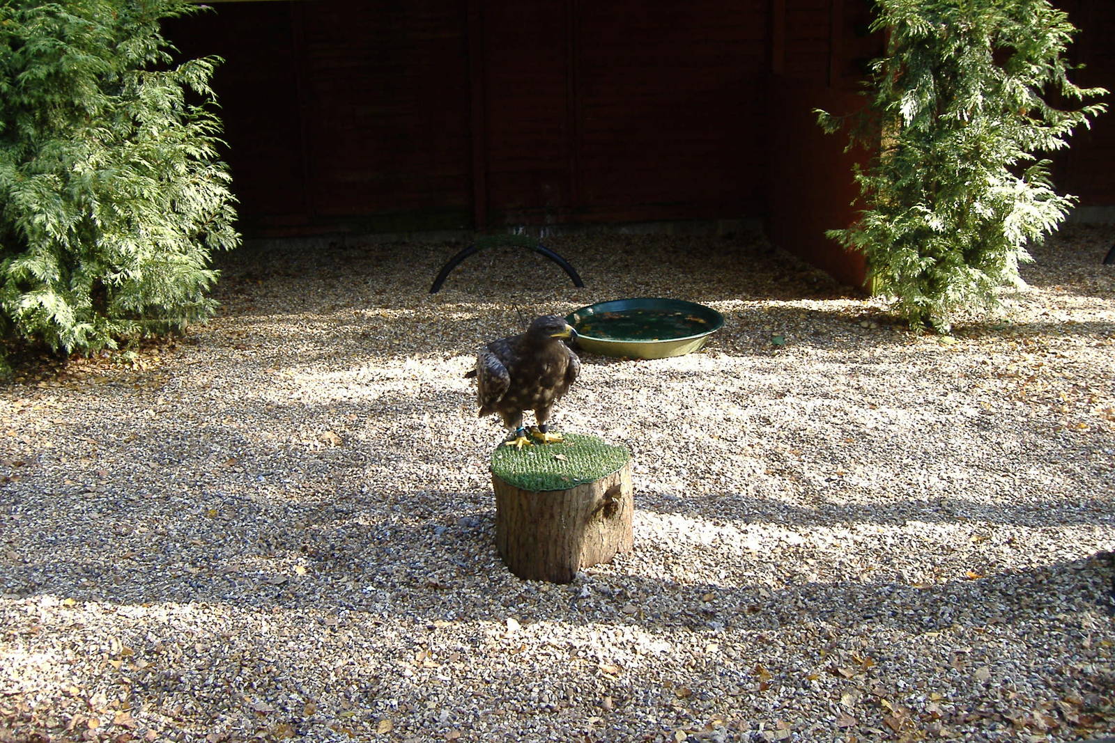 Steppe Eagle at The Hawk Conservancy in Andover, 12 October 2008