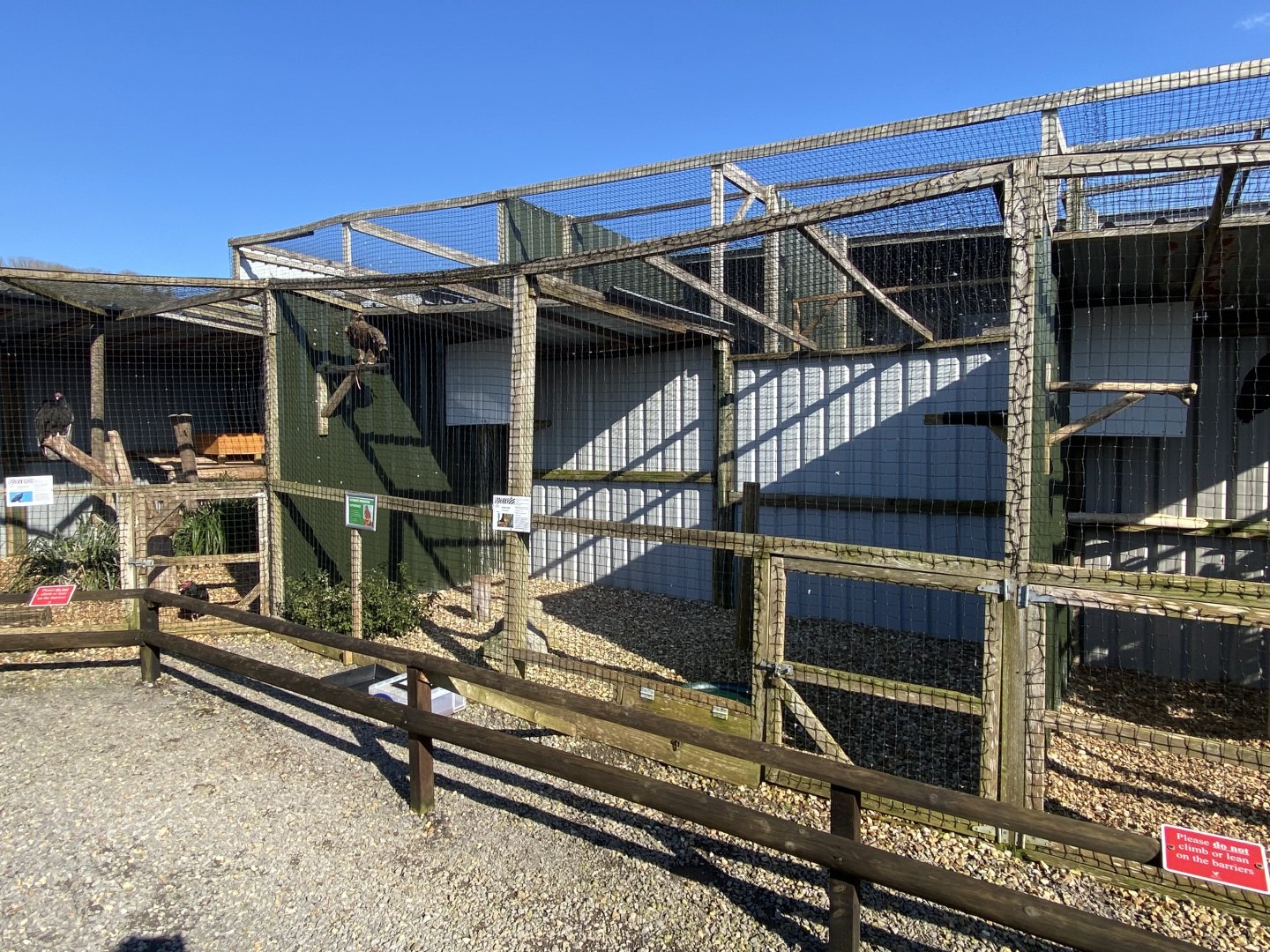 Steppe eagle aviary 020325