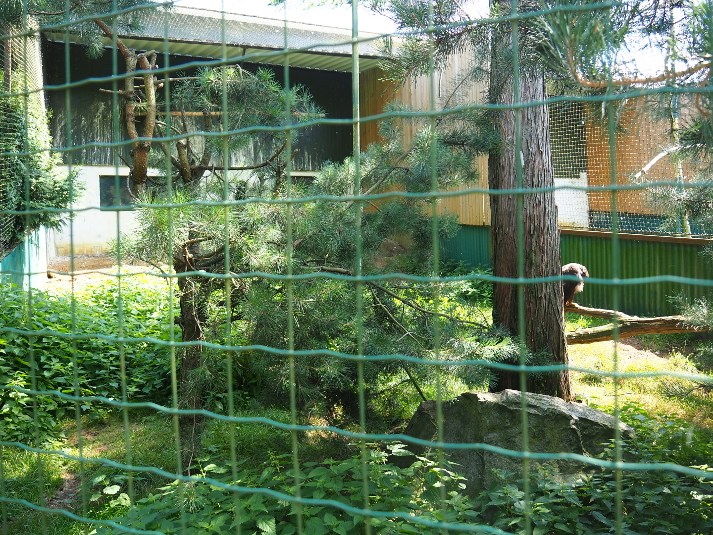 Steppe eagle aviary, 2019-08-04