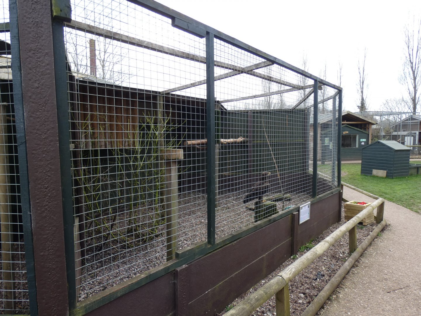 Steppe Eagle Aviary