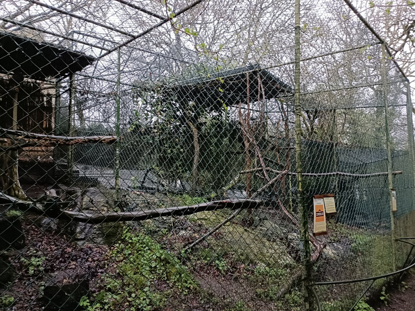 Steppe eagle exhibit - Avifauna Lugo