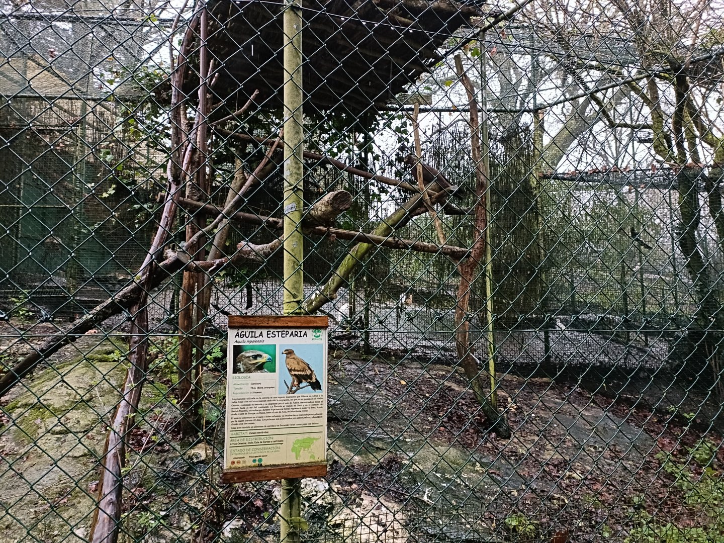 Steppe eagle exhibit - Avifauna Lugo