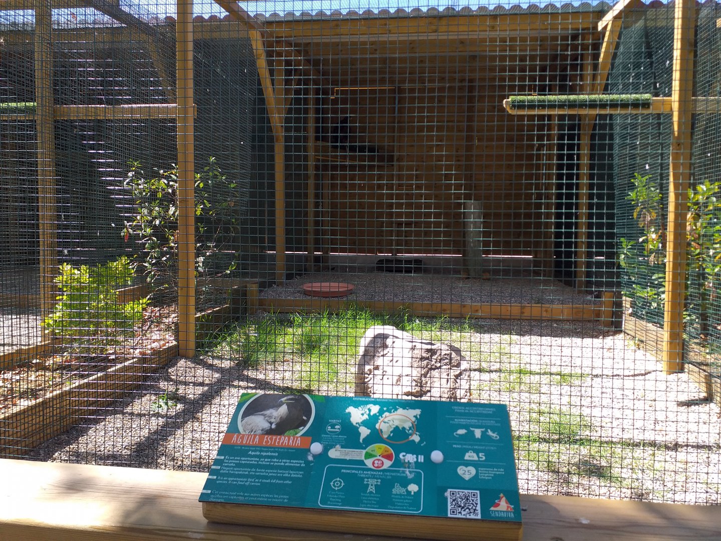 Steppe eagle exhibit -Sendaviva (2020)