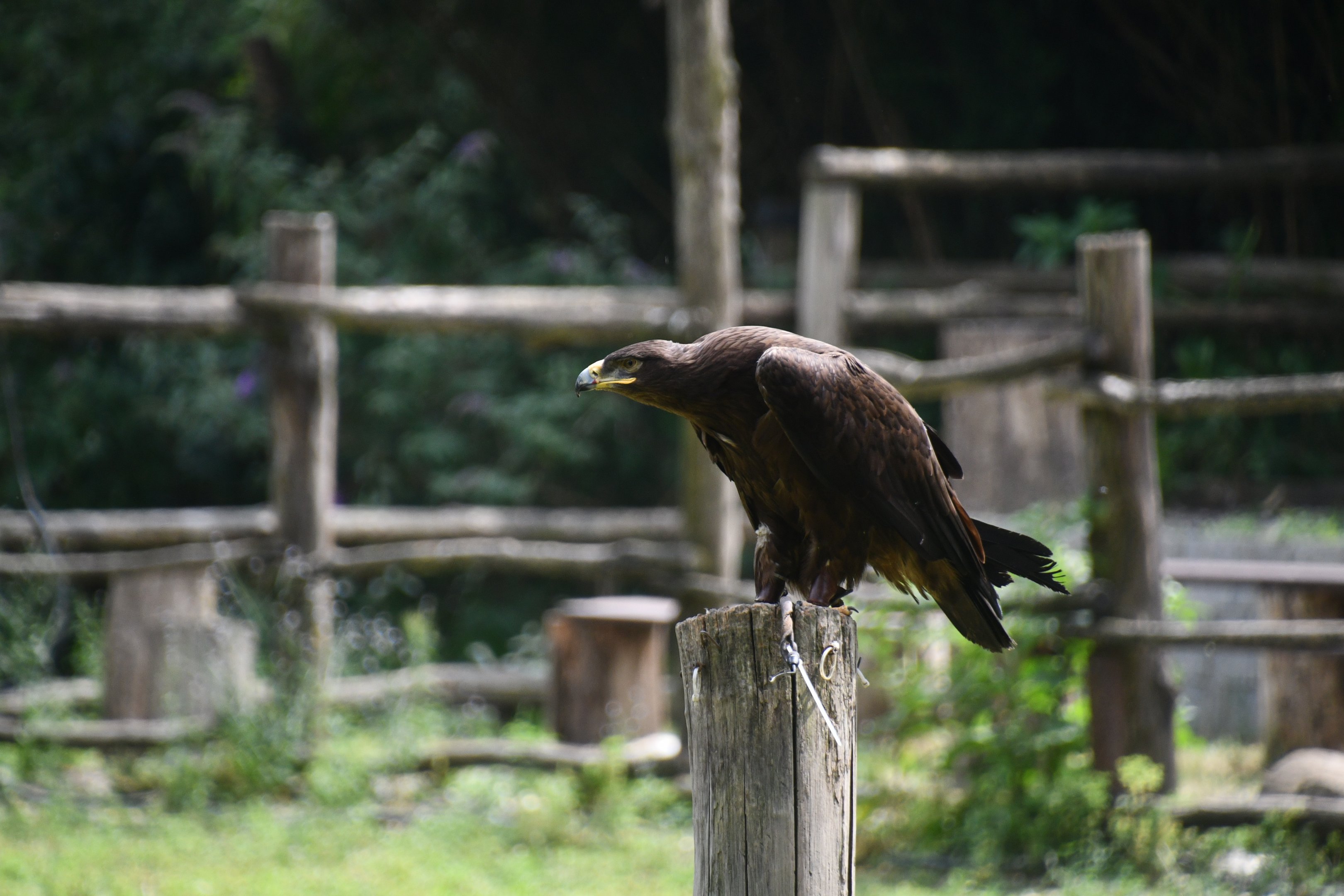 Steppe Eagle (flight show)