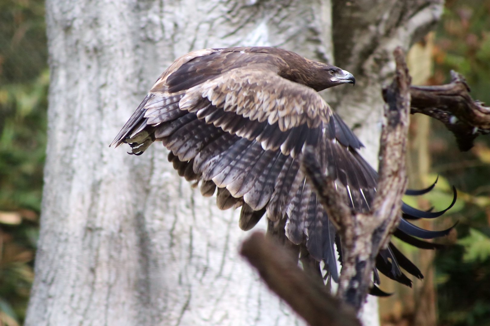 Steppe Eagle Flying