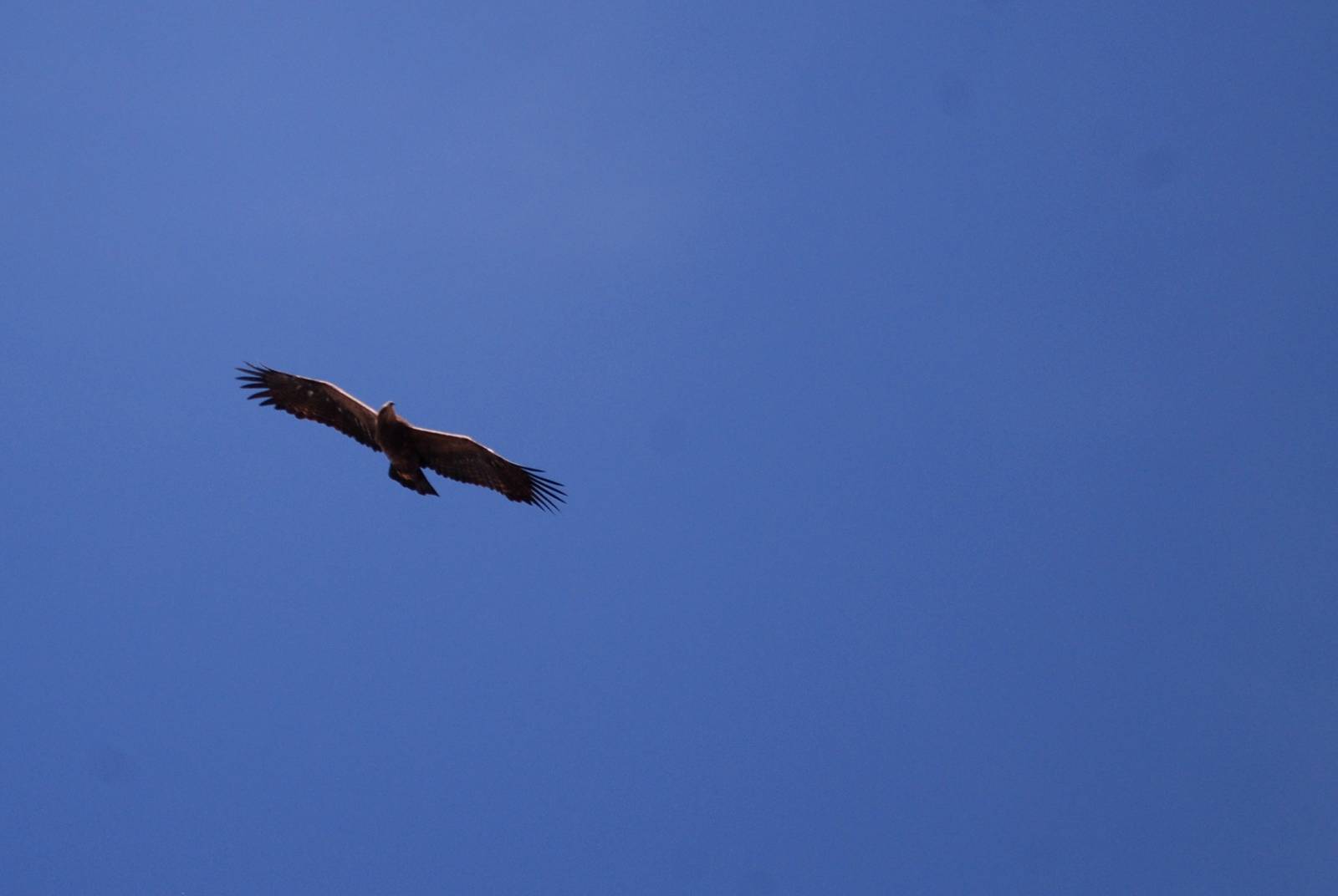 Steppe Eagle in Bale Mountains NP, 15/10/14