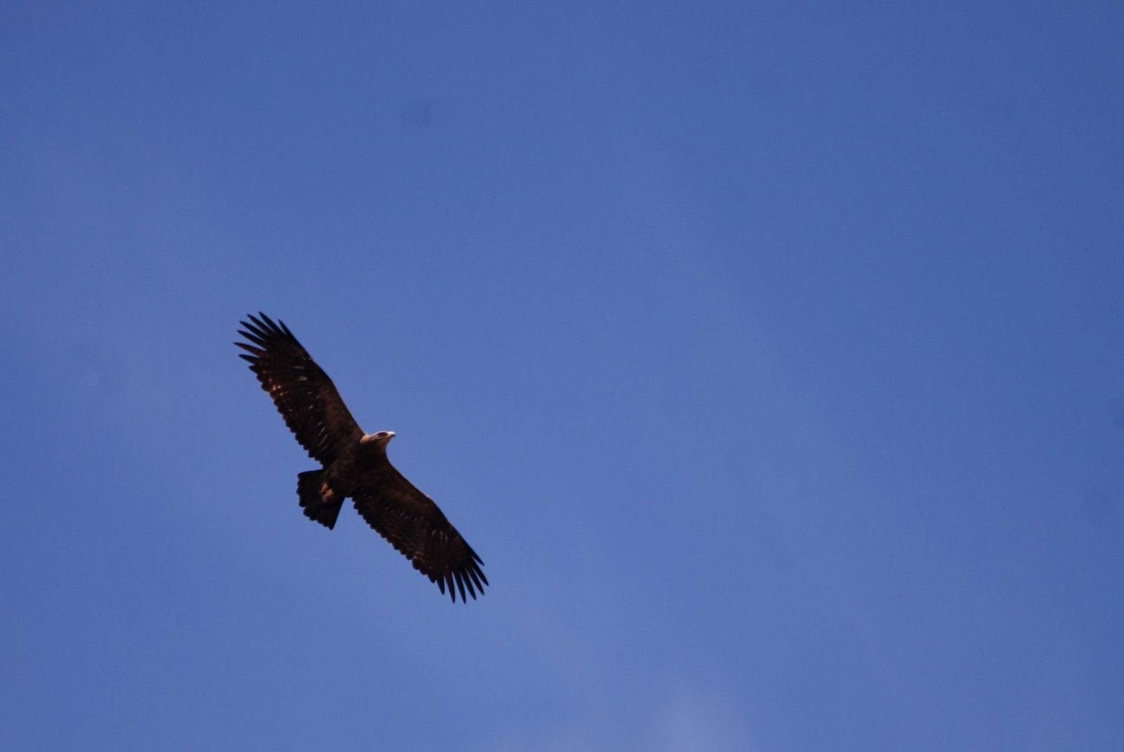Steppe Eagle in Bale Mountains NP, 15/10/14