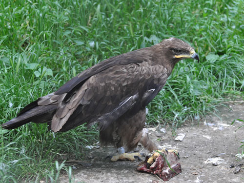 Steppe Eagle in Kishinev Zoo