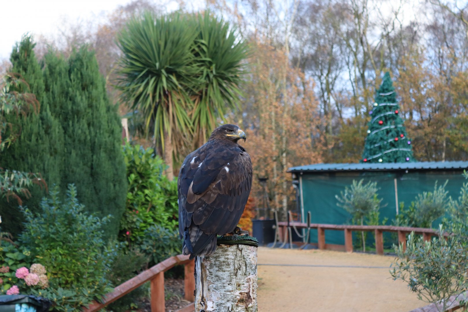 Steppe Eagle [Nov 2021]