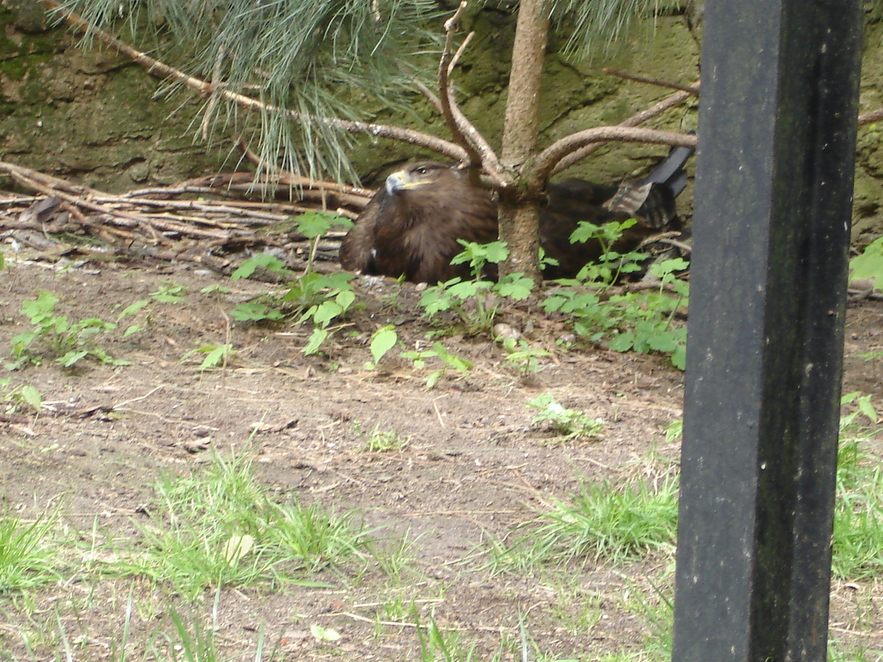 Steppe eagle on the nest