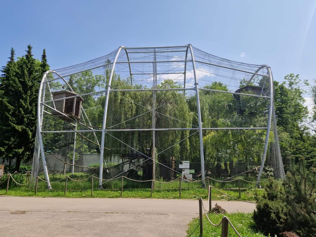 Steppe Eagle/ White-tailed Sea Eagle Aviary