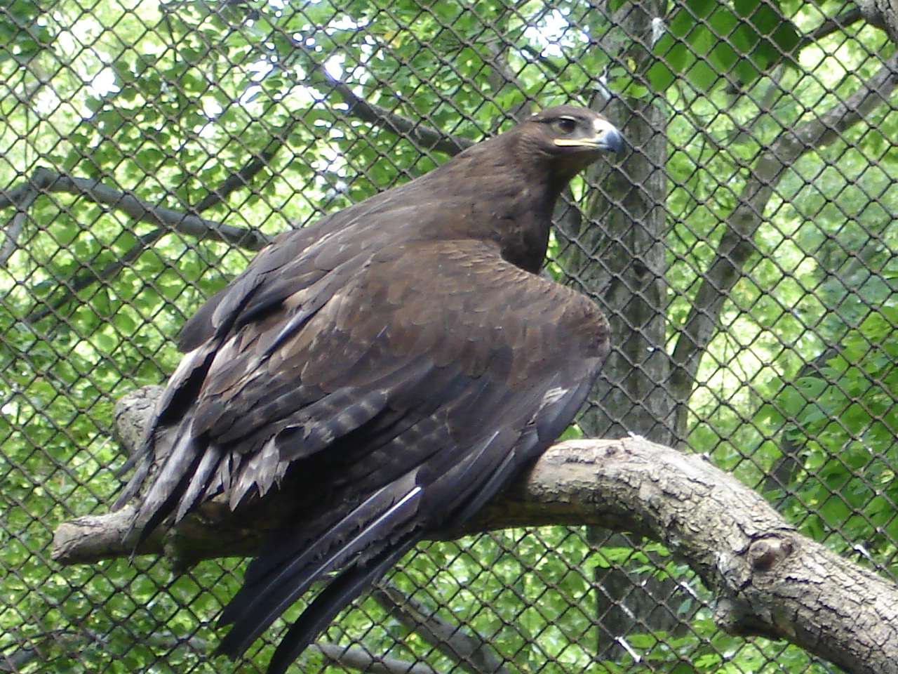 Steppe eagle