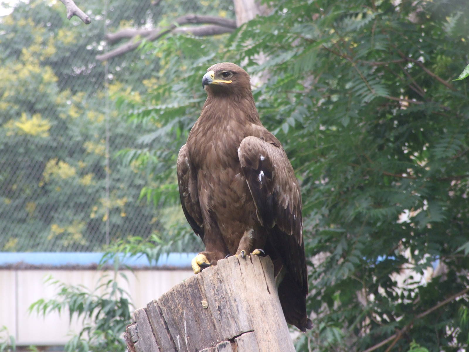 Steppe eagle