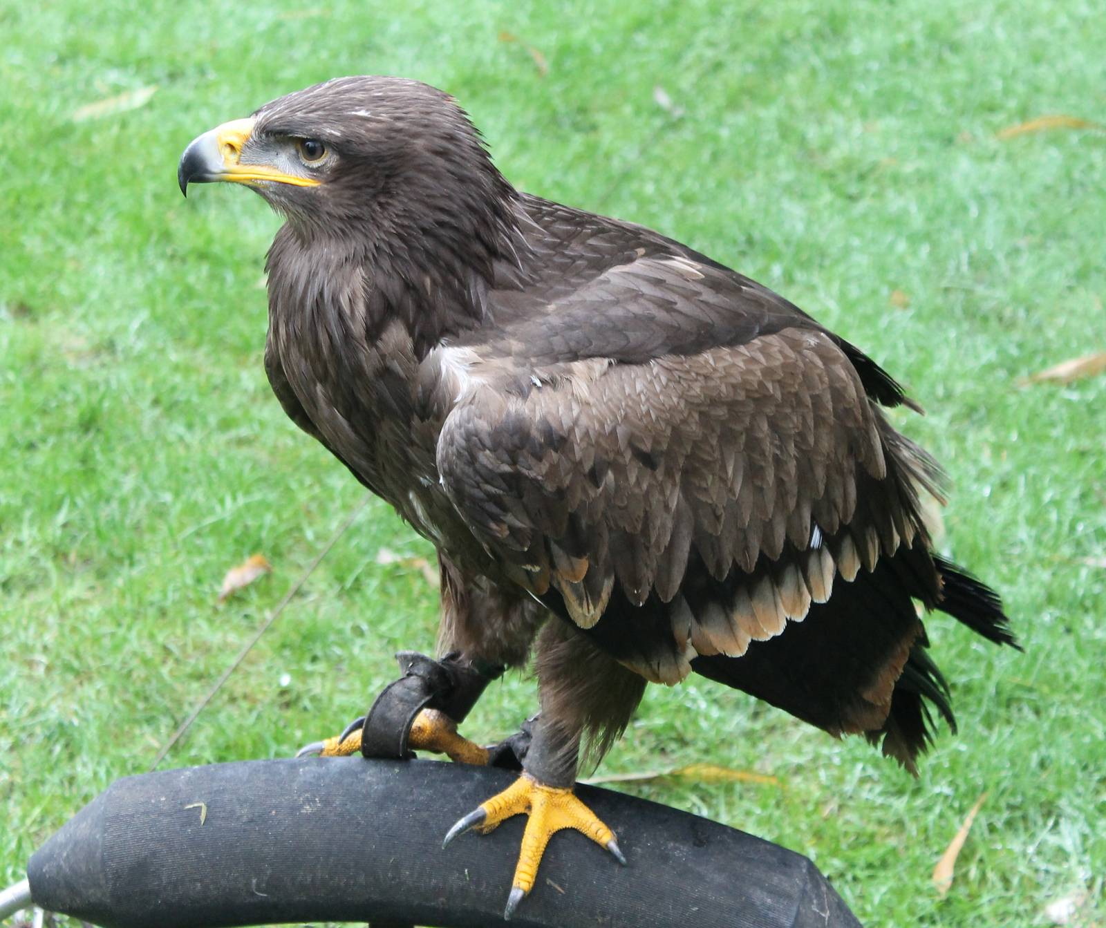 Steppe eagle