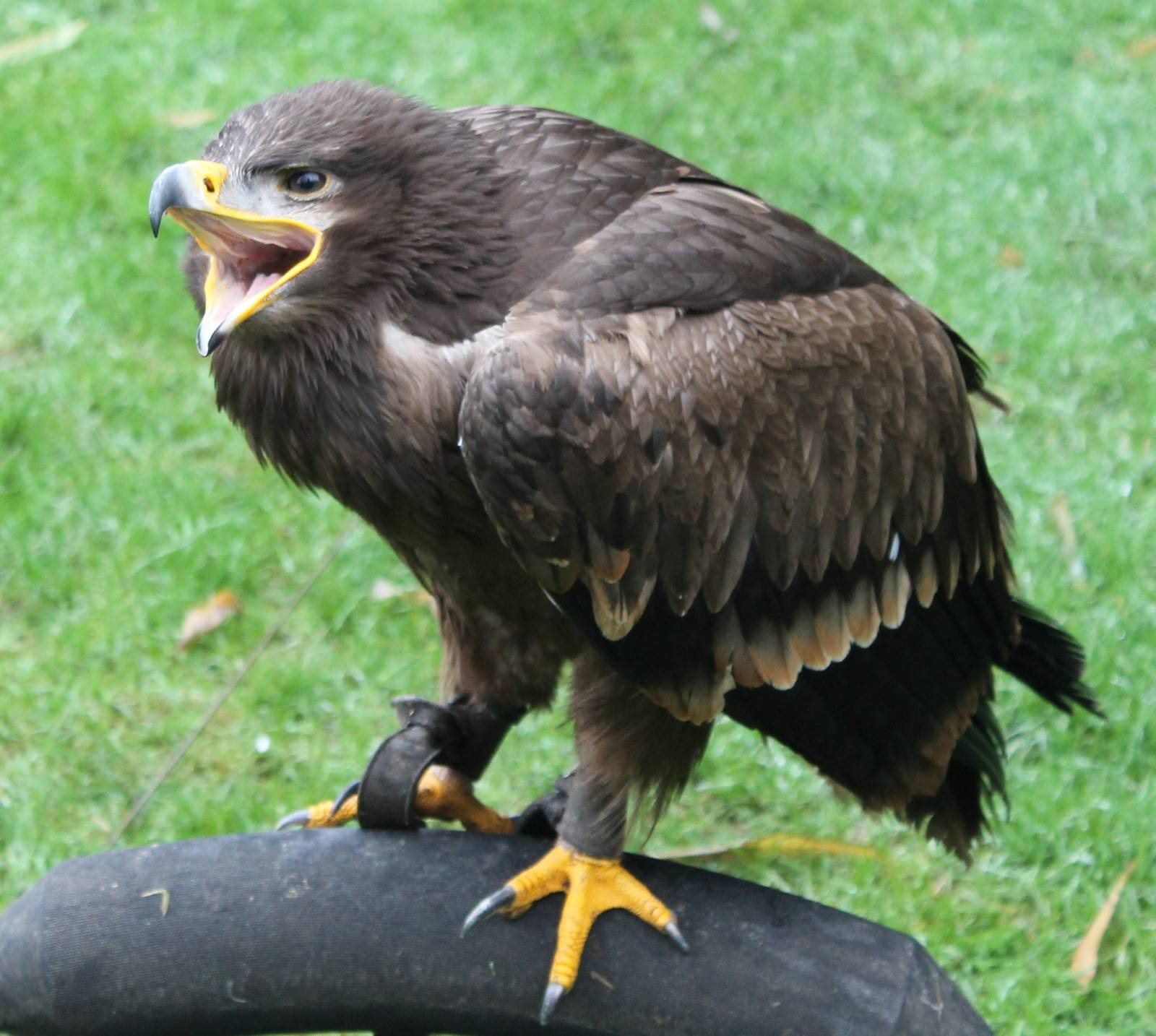 Steppe eagle