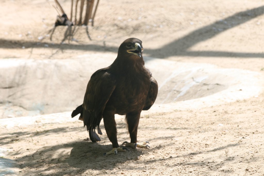 Steppe Eagle