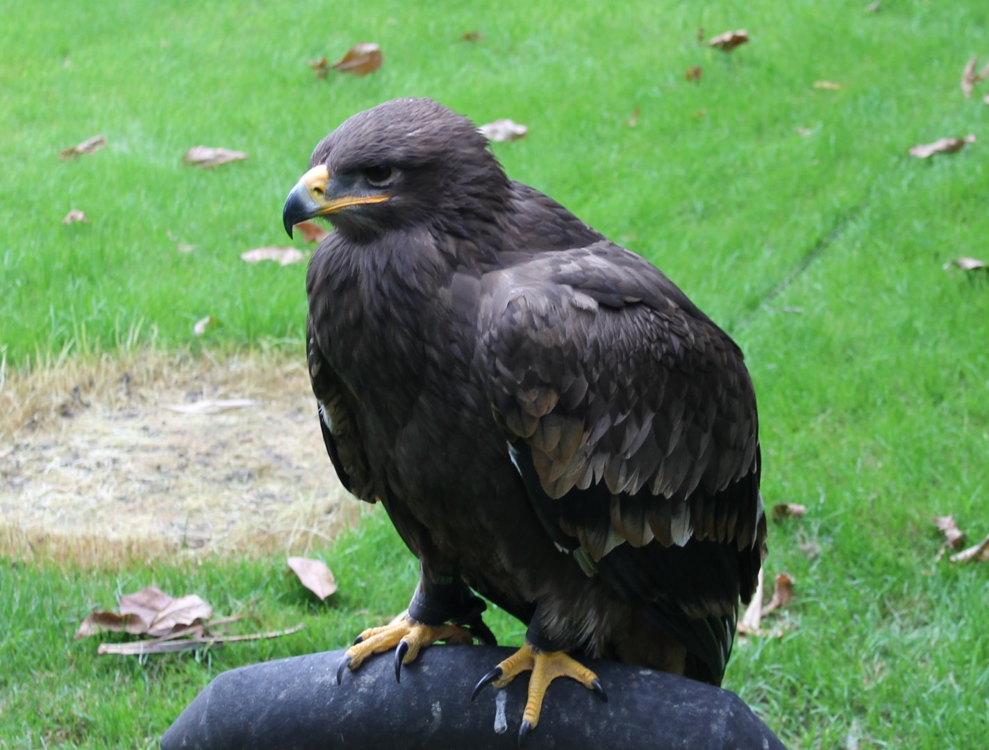 Steppe eagle