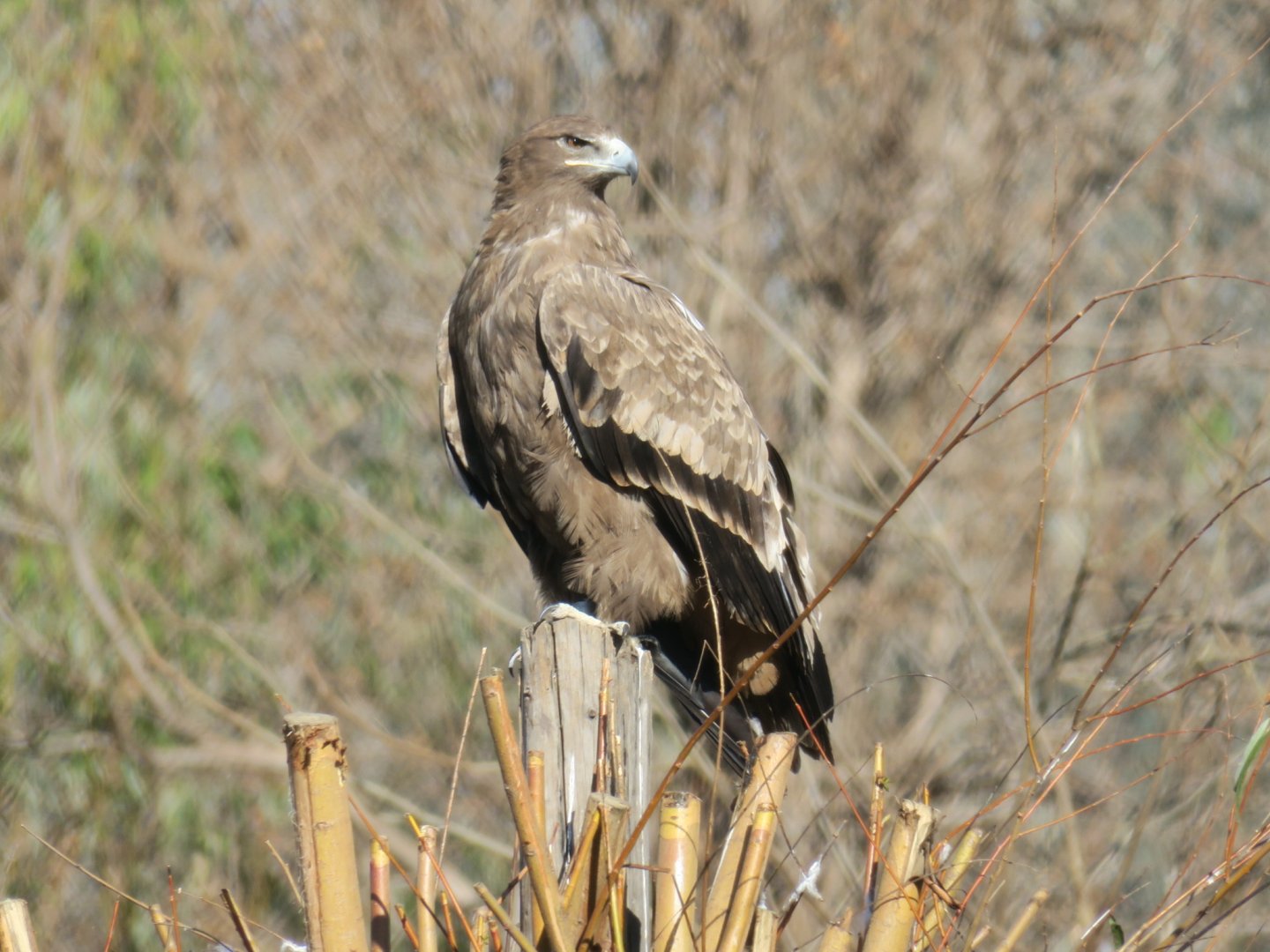 steppe eagle