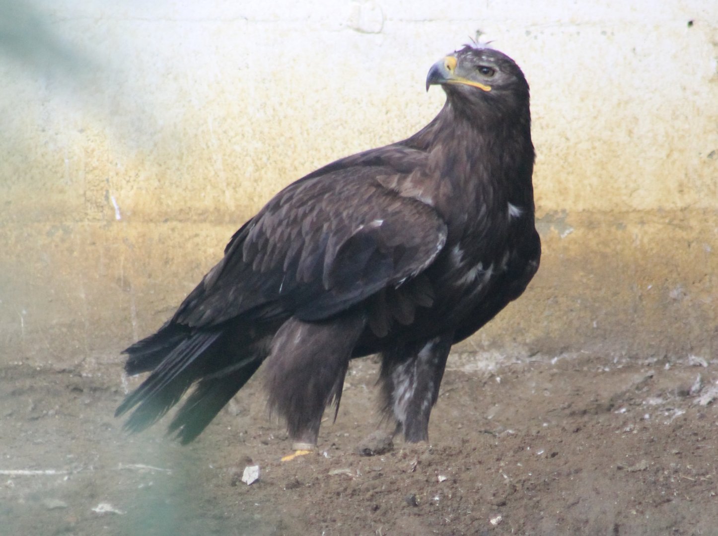 Steppe eagle