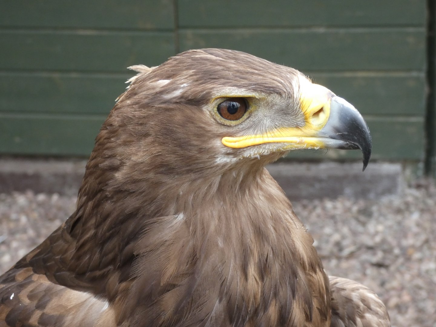 Steppe Eagle