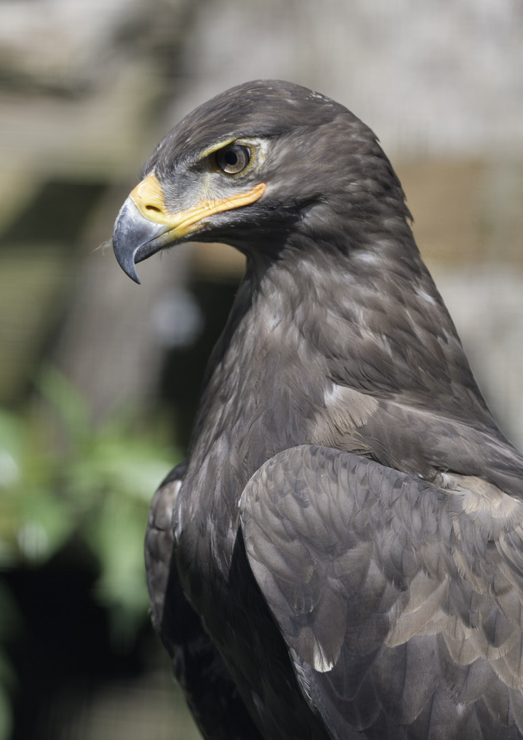 Steppe eagle