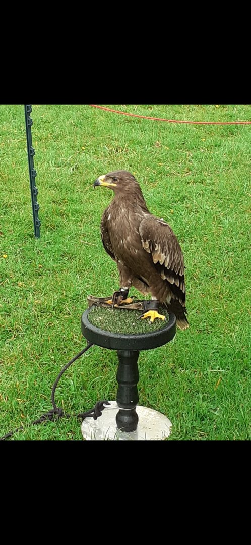 Steppe eagle