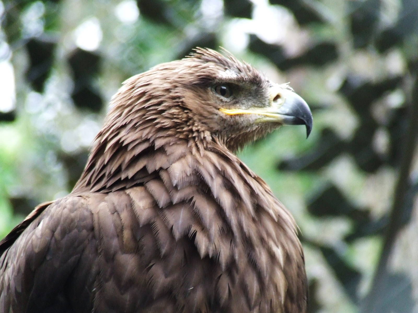 Steppe Eagle