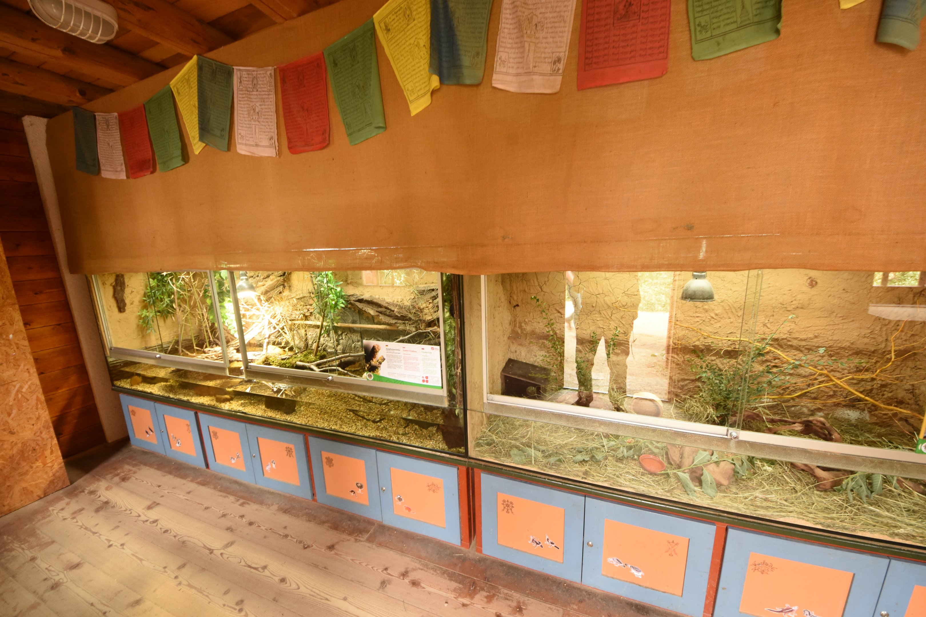 Steppe lemming & Chinese crocodile lizard terraria