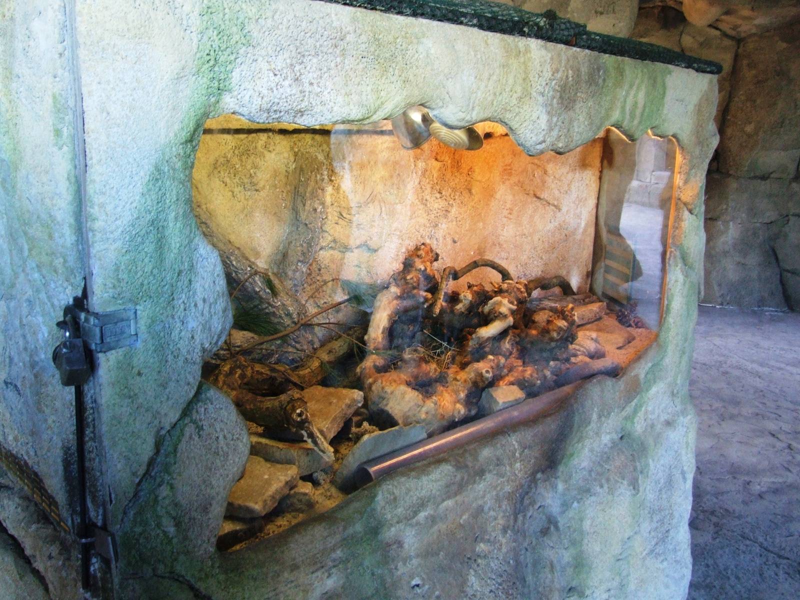 Steppe Lemming Enclosure at Bremerhaven, 24/03/13