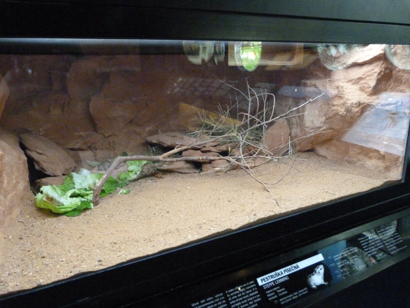 Steppe lemming exhibit -Zoo Praha (2025)