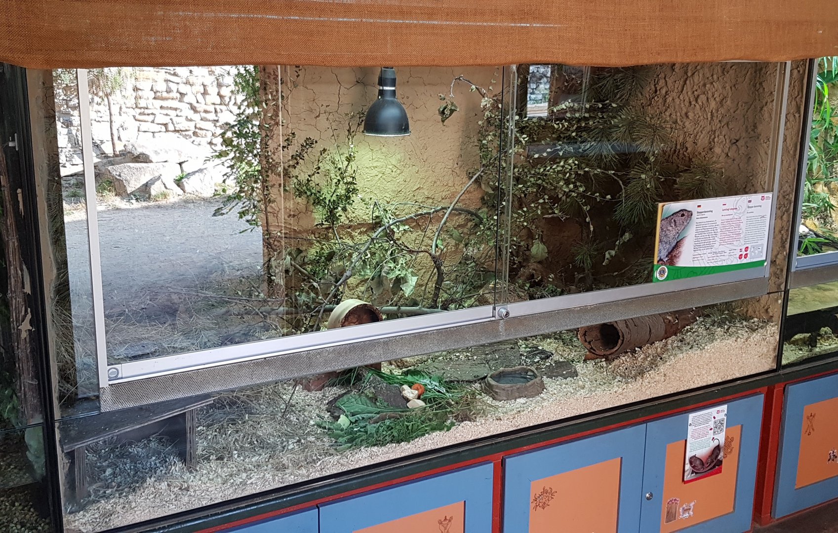 Steppe lemming exhibit
