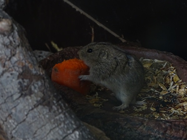Steppe lemming (Lagurus lagurus)