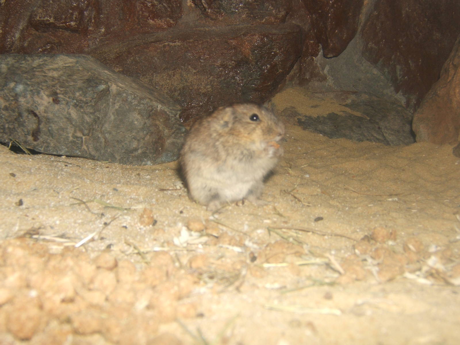 Steppe Lemming