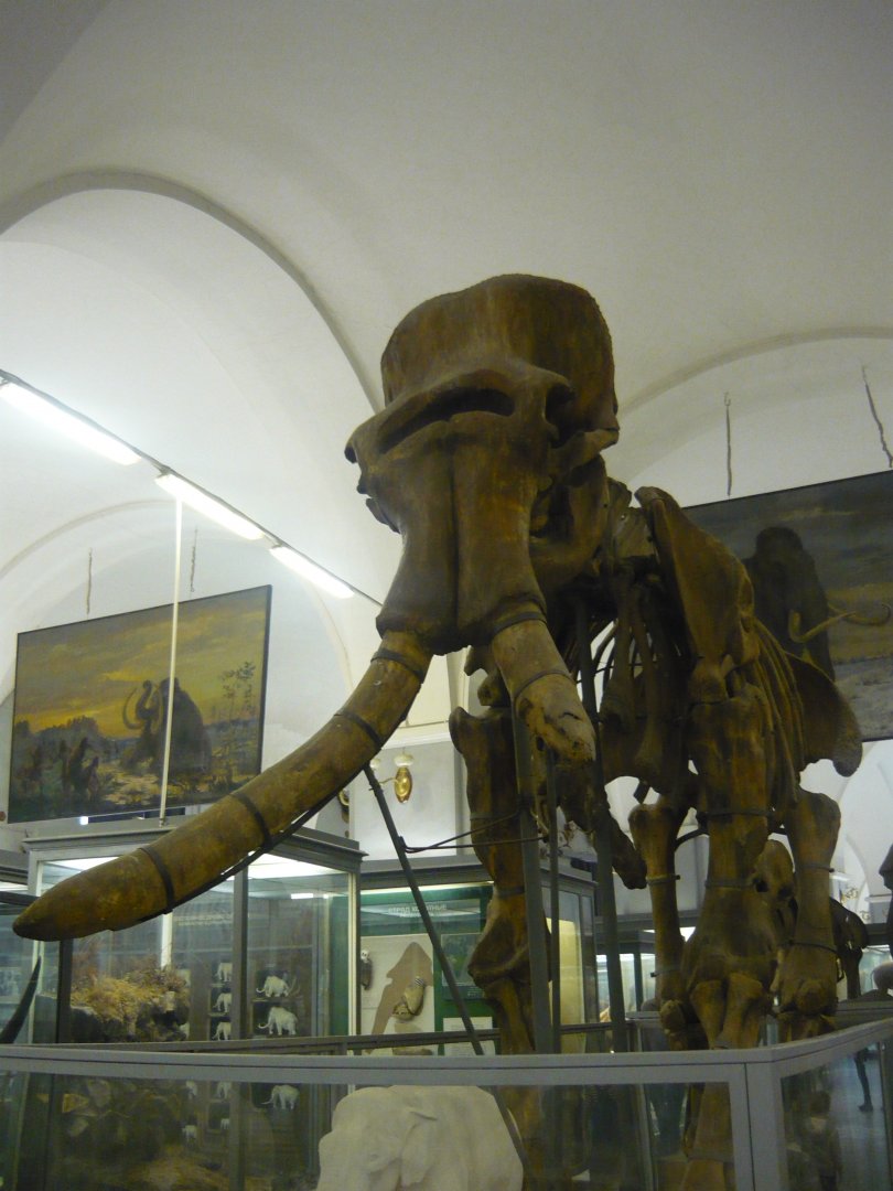 Steppe mammoth skeleton