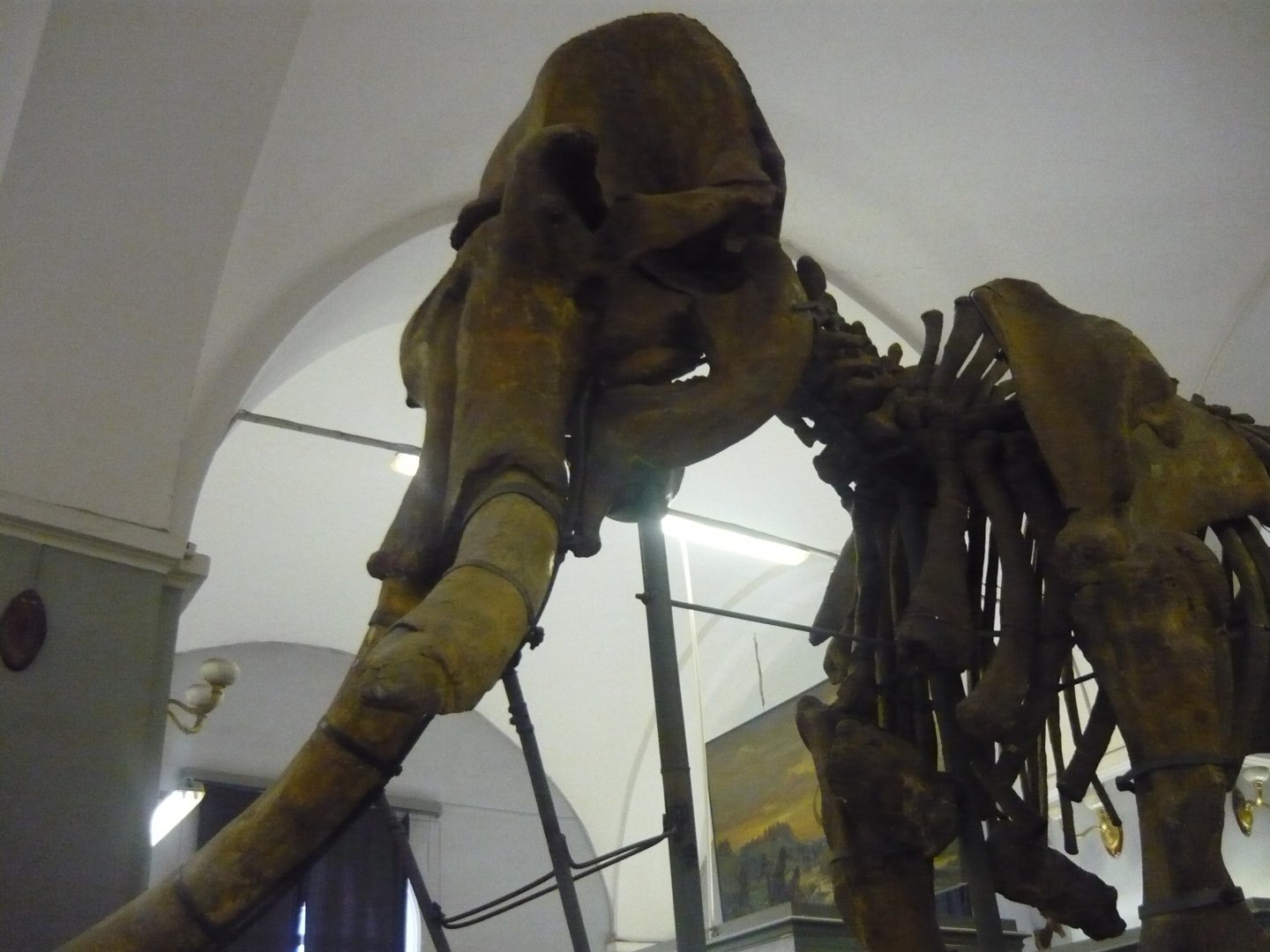 Steppe mammoth skeleton