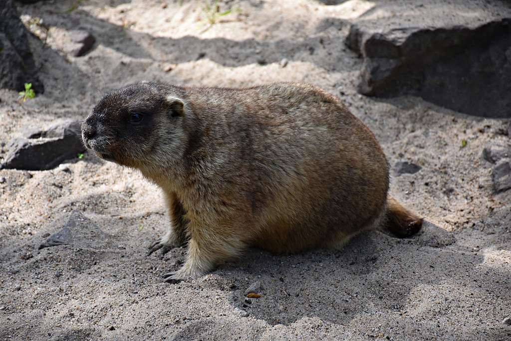 steppe marmot