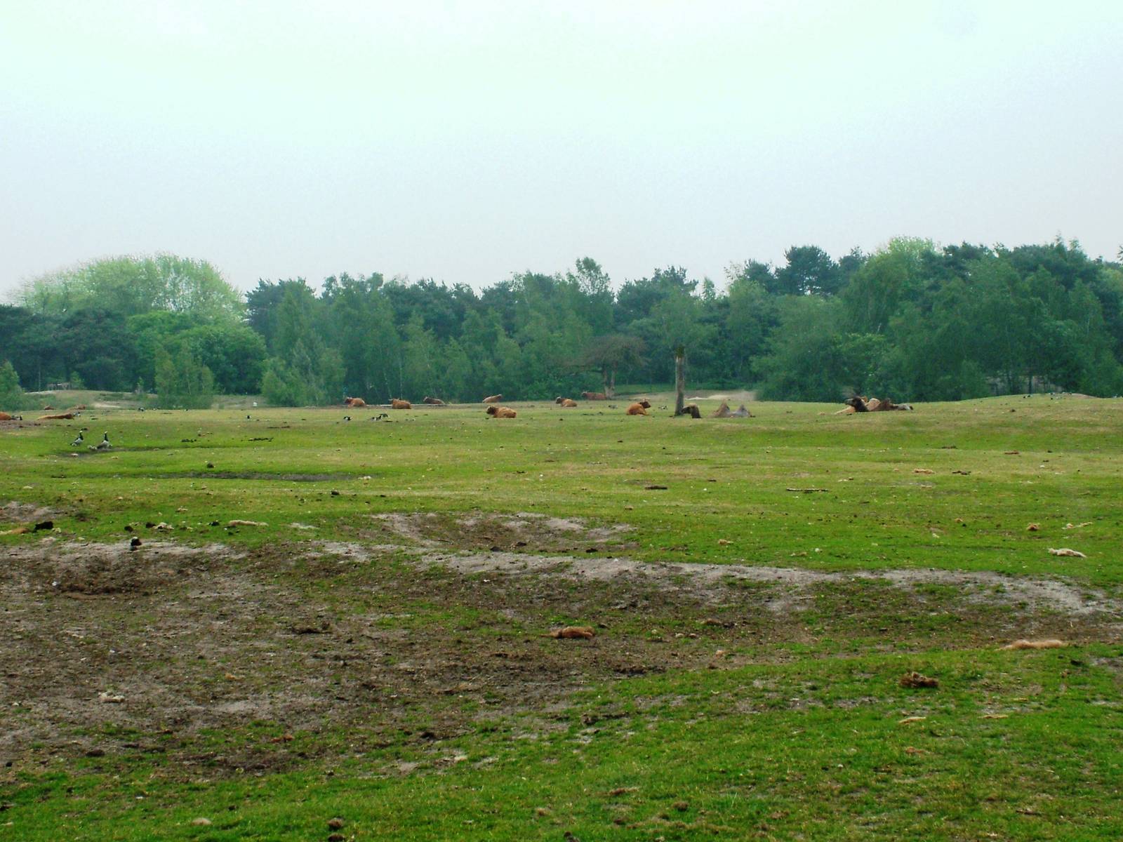 Steppe Paddock at Beekse Bergen, 31/05/12