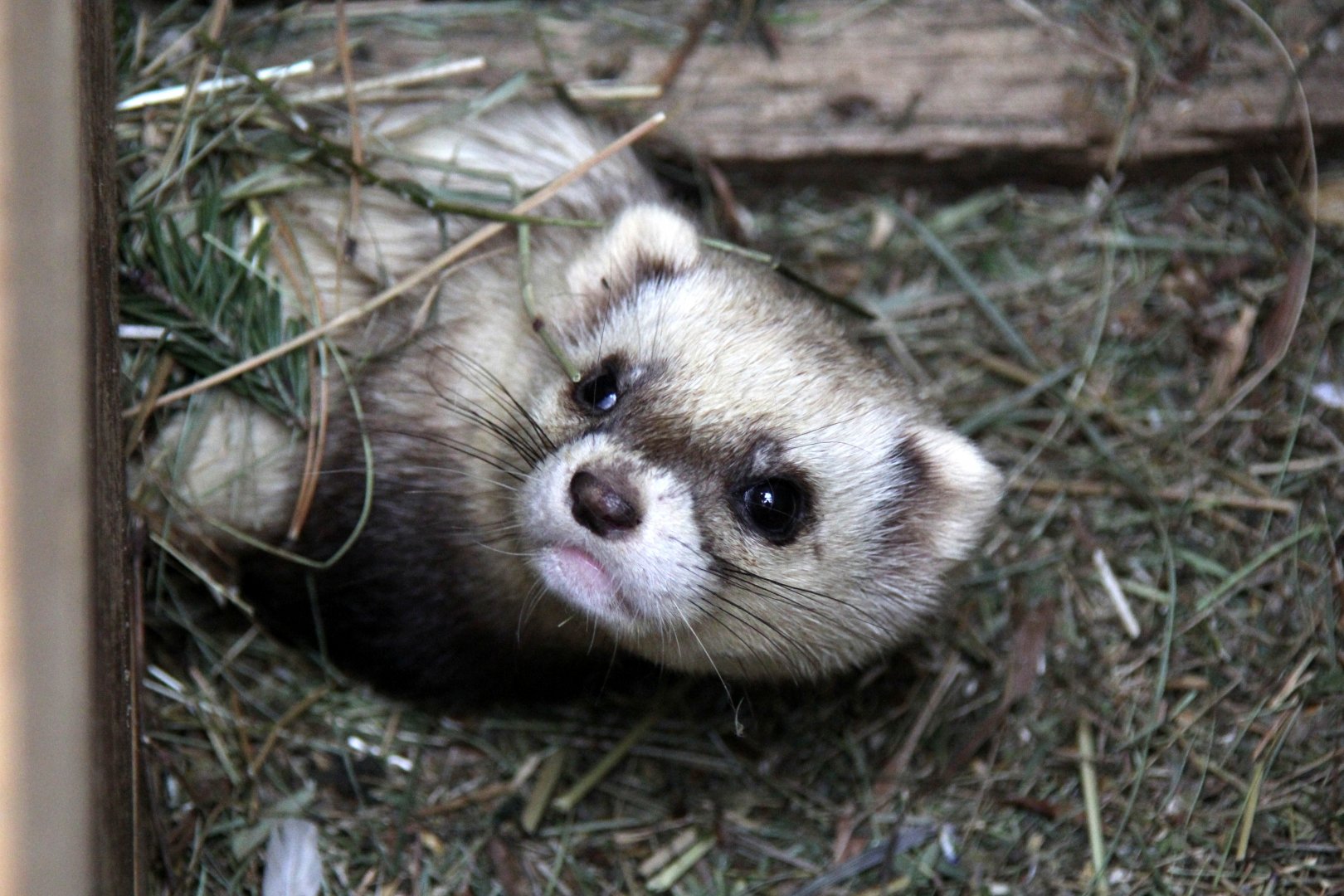 Steppe polecat (Mustela eversmanii)