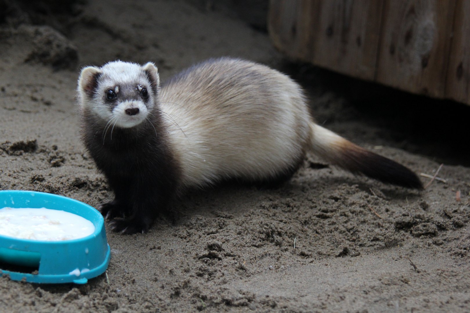 Steppe polecat (Mustela eversmanii)