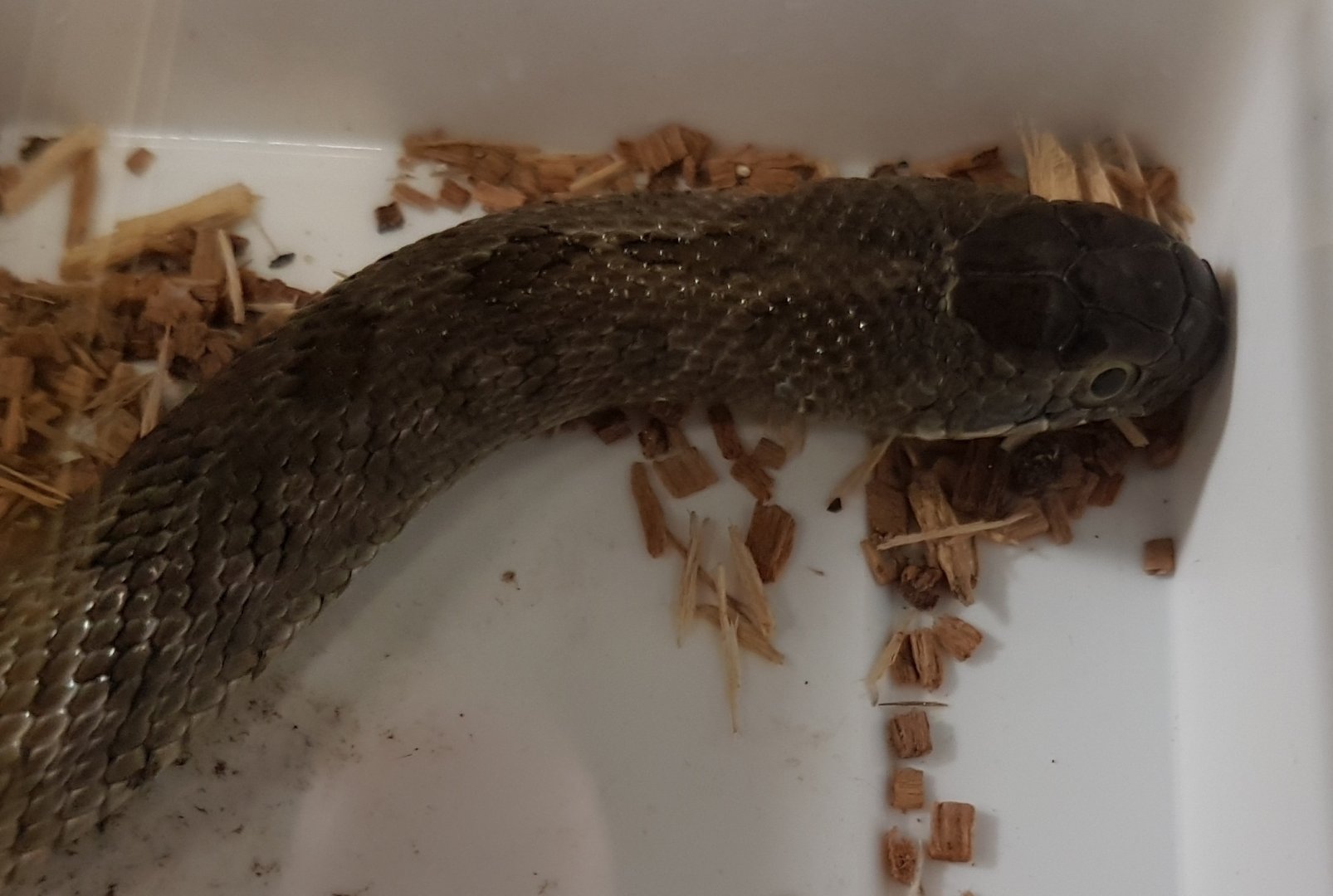 Steppe ratsnake - Elaphe dione