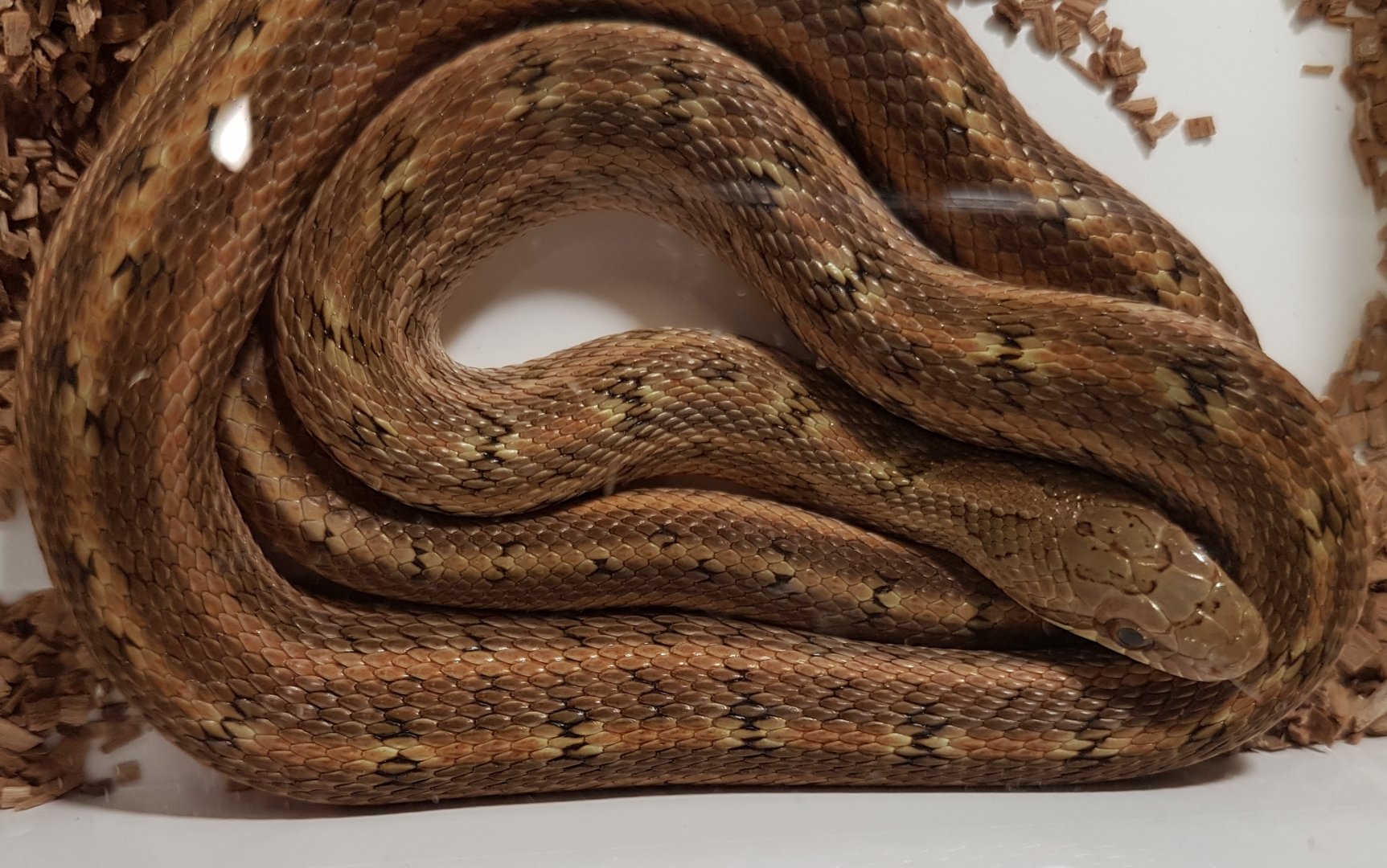 Steppe ratsnake - Elaphe dione