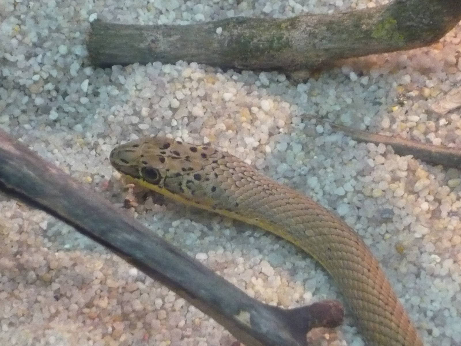 Steppe ribbon racer (Psammophis lineolatus)