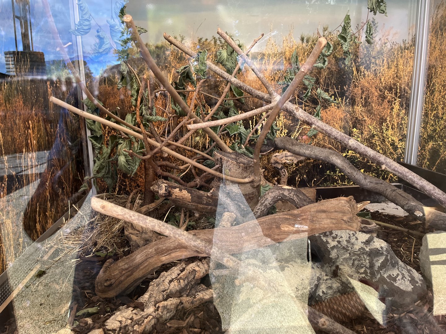 Steppe vole exhibit 13.7.25