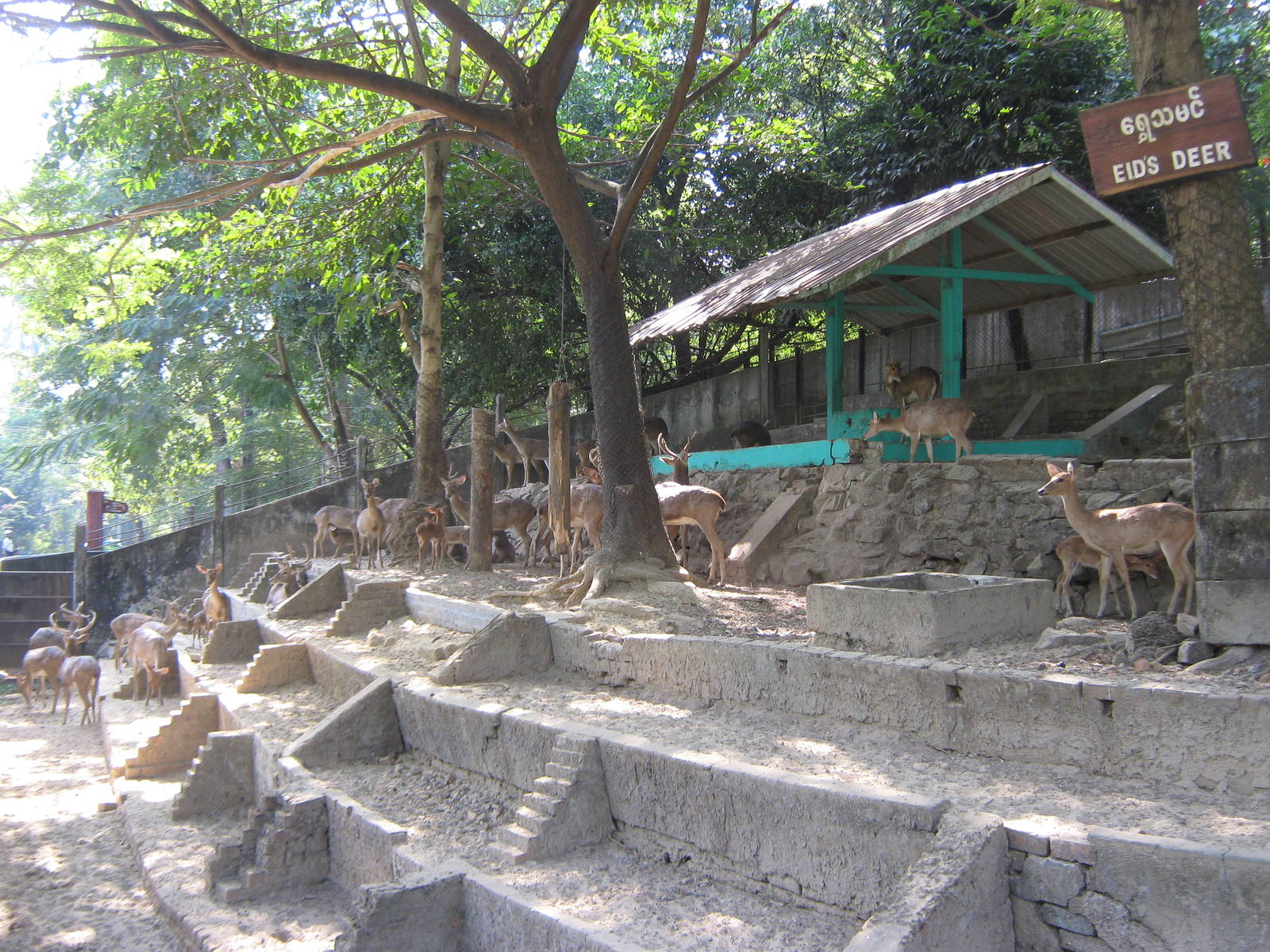 stepped enclosure for Elds Deer (Cervus eldii)